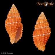 Image de Turbinelloidea Rafinesque 1815