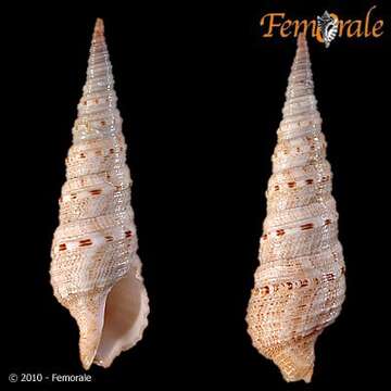 Image of Turridae H. Adams & A. Adams 1853