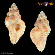 Image of Dermomurex indentatum (Carpenter 1857)