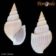 Image of Paludomidae