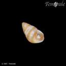Image of red spire snail