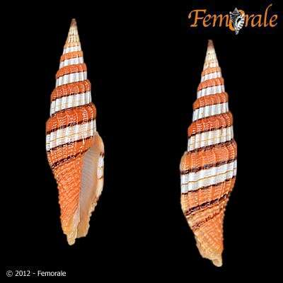 Image of Turbinelloidea Rafinesque 1815