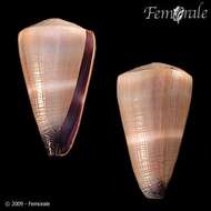 Image of cone snails