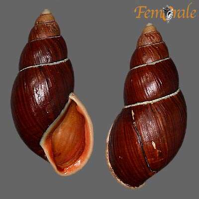 Image of Flax snail