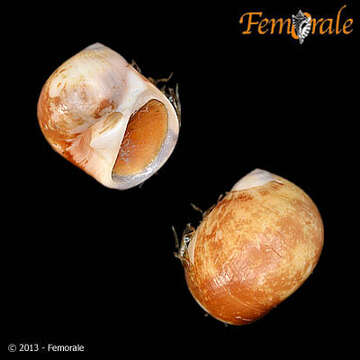 Image of moon snails