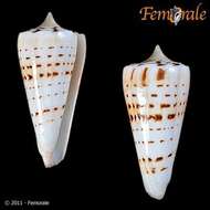 Image of cone snails