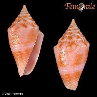 Image of Conasprella Thiele 1929