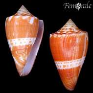 Image of Conus sunderlandi Petuch 1987