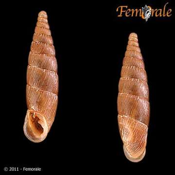 Image of Charpentieria Stabile 1864