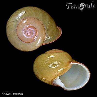 Image of bush snails