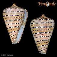 Image of cone snails