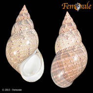 Image of pheasant shells