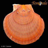 Image de Aequipecten P. Fischer 1886