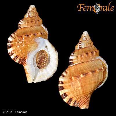 Image of triton shells
