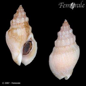 Image of Cominella eburnea (Reeve 1846)