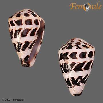 Image of cone snails