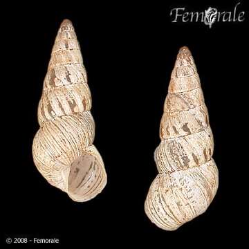Image of pointed snails