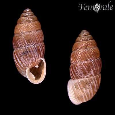 صورة Buliminidae