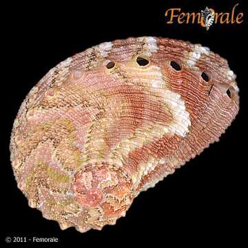 Image de Haliotoidea Rafinesque 1815