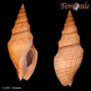 صورة Pseudomelatomidae J. P. E. Morrison 1966