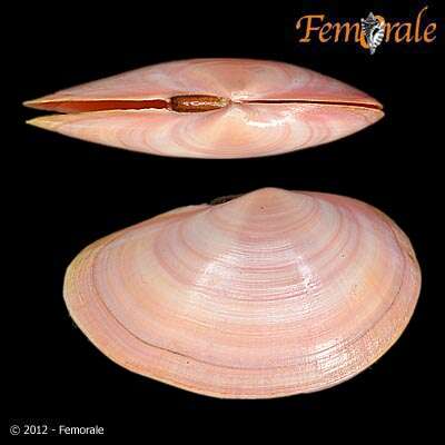 Imagem de Psammobiidae J. Fleming 1828