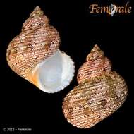 Image of turban snail