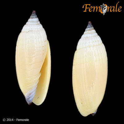 Image of Scabricola Swainson 1840