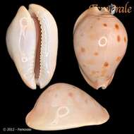 صورة Cypraea venusta thatcheri Cox 1869