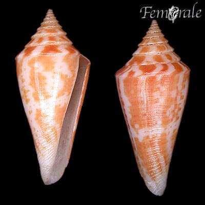 صورة Conus castaneus Kiener 1848