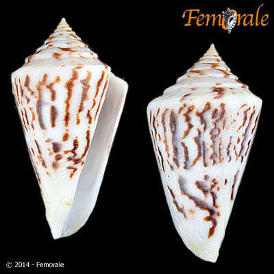 Image of Conus Linnaeus 1758