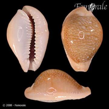 Image of Fuzzy cowrie shell