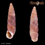 Image of Parabalea Ancey 1882