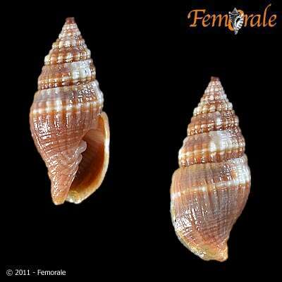 Слика од Turbinelloidea Rafinesque 1815