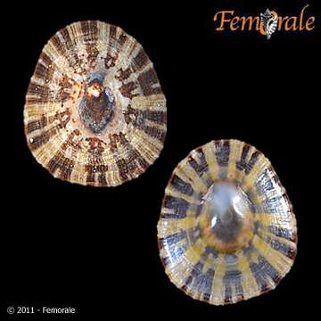 صورة Nacellidae Thiele 1891