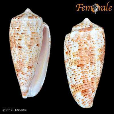 صورة Conus Linnaeus 1758