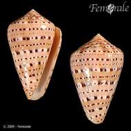 Image of cone snails