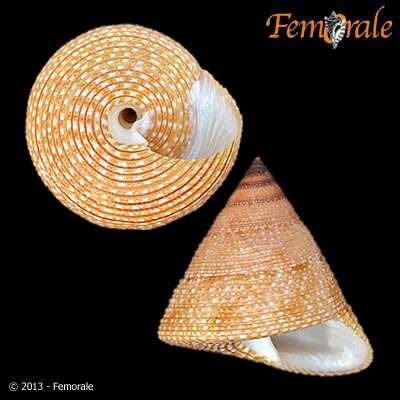 Imagem de Calliostomatidae Thiele 1924