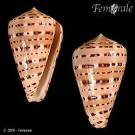 Image of cone snails