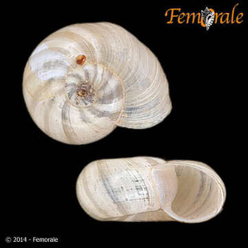 Image of ramshorn snails