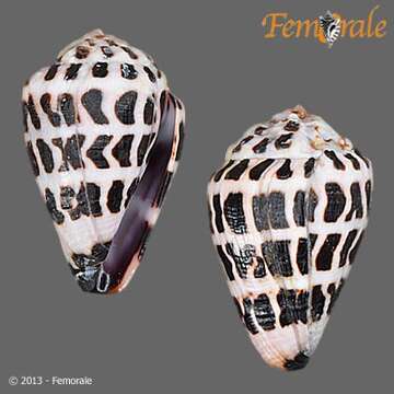 Image of cone snails