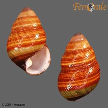 Image of Achatinella