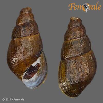 Image of unclassified Gastropoda