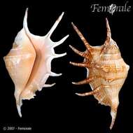 Image of spider conch