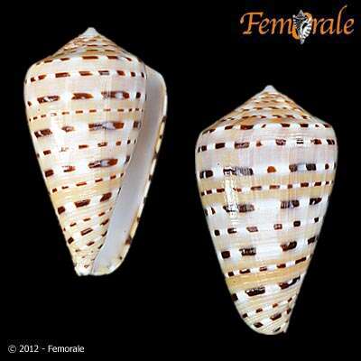 Image of cone snails