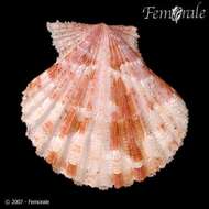 Image of Cryptopecten Dall, Bartsch & Rehder 1938