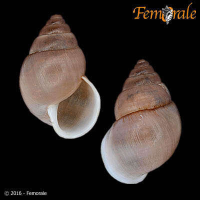 Image of Simpulopsidae