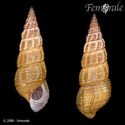 Слика од unclassified Gastropoda