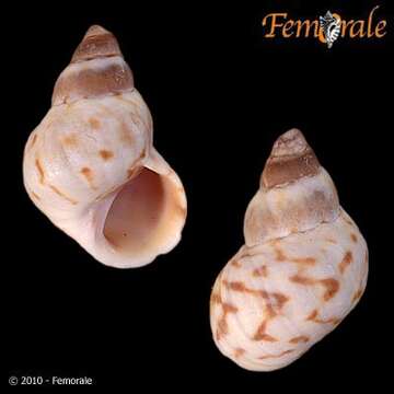 Image of Mangrove periwinkles