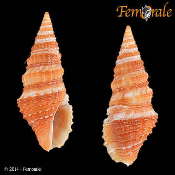 Image of Pseudomelatomidae J. P. E. Morrison 1966