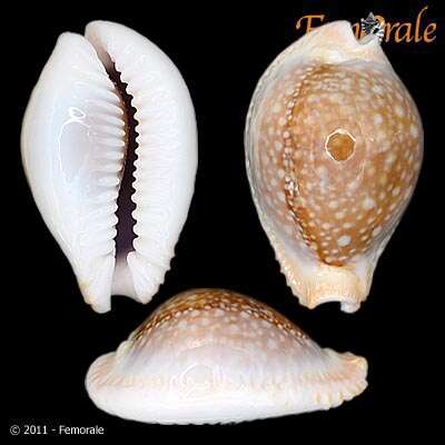 صورة <i>Cypraea miliaris magistra</i> Melvill 1888